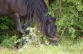  Le Maroc fete son Moussem a Evry-Bondoufle  - Les chevaux marocains Les Chevaux Marocains 093